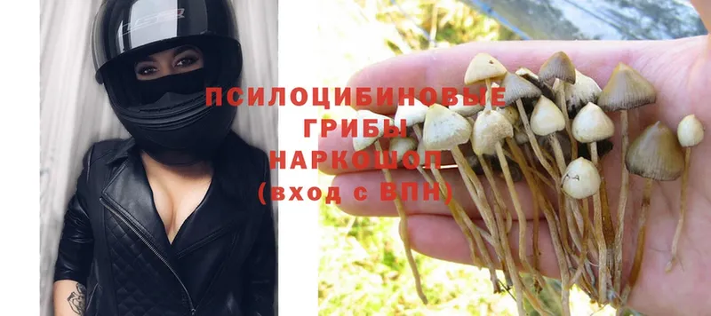 KRAKEN ссылка  Красный Холм  Псилоцибиновые грибы Psilocybe 